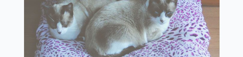 cama gatos 1