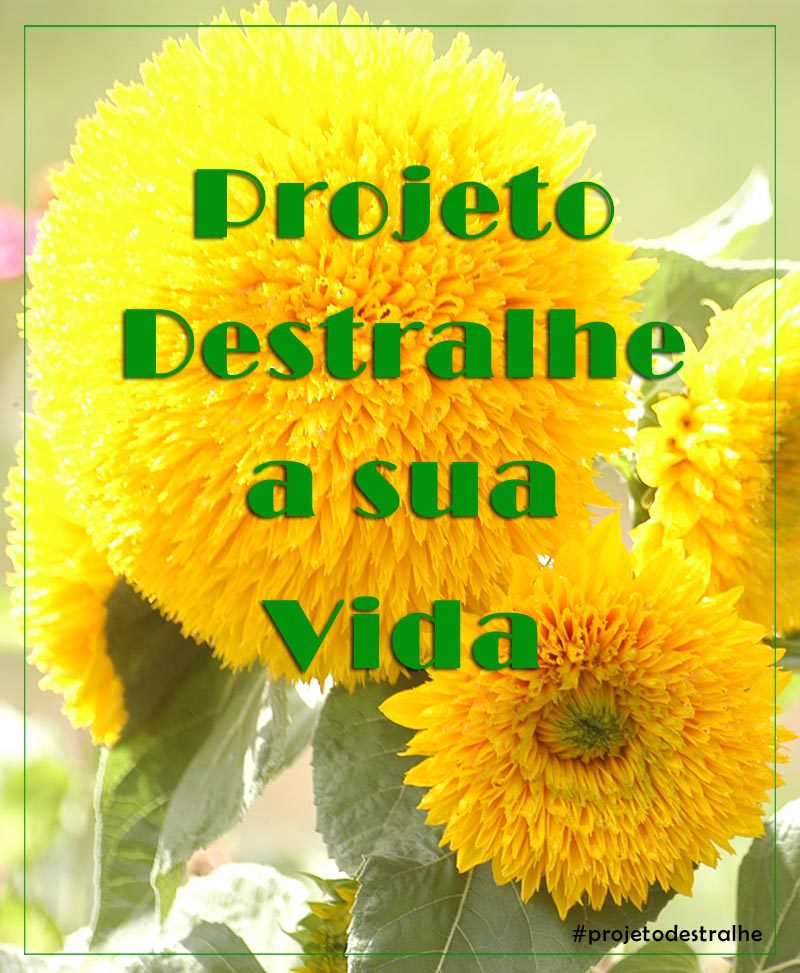 O meu destralhe: ponto de situação 1 projeto destralhe