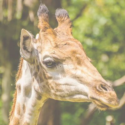 achados da semana dest1