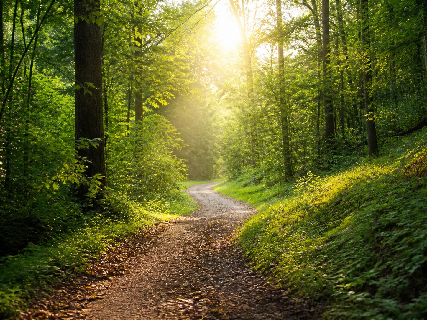 Caminho sinuoso e luminoso através de uma floresta verde