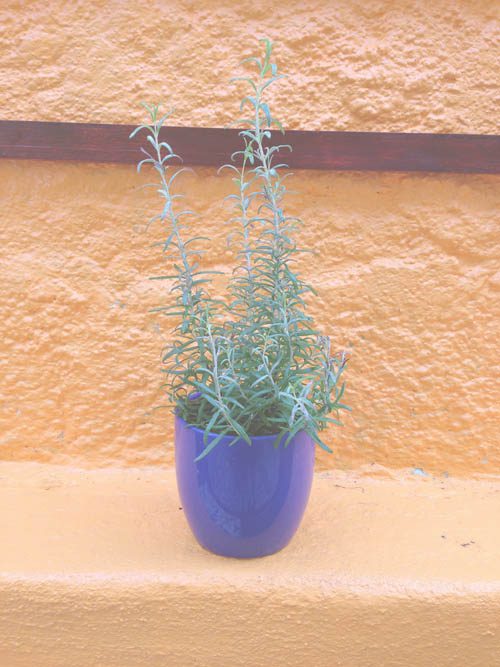 parede_branca_quintal_vaso1