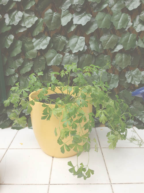 parede_branca_quintal_vaso2