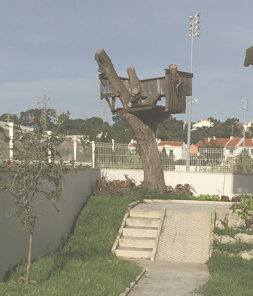 vi_por_ai_na_arvore